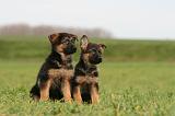 BERGER ALLEMAND 1151